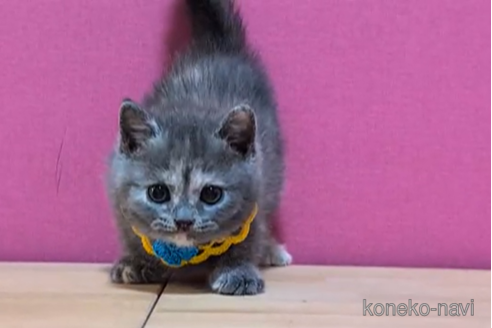 成約済の東京都のマンチカン-101305の2枚目